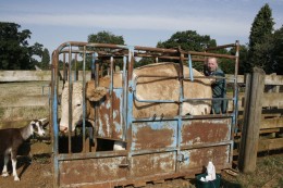 Vets for farm animals near me sale